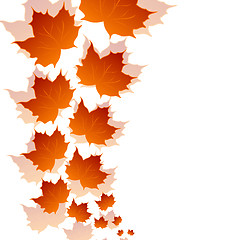 Image showing Autumn maple leaves isolated on white background