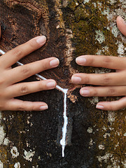 Image showing Rubber tree plantation