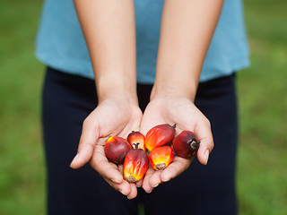 Image showing Oil palm fruits