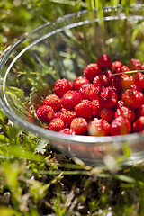 Image showing Wild strawberries