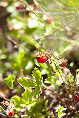 Image showing Wild strawberries