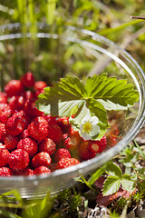 Image showing Wild strawberries