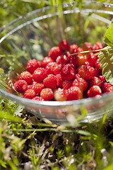 Image showing Wild strawberries