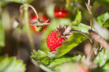 Image showing Wild strawberries