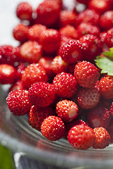 Image showing Wild strawberries