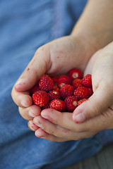 Image showing Wild strawberries