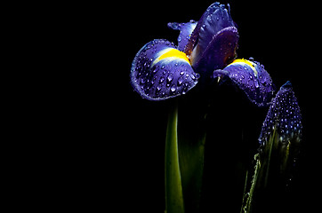 Image showing luminous iris