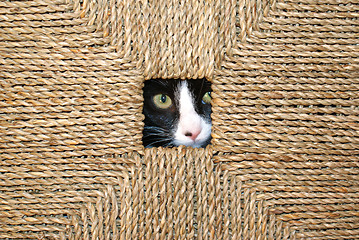 Image showing Hiding Cat