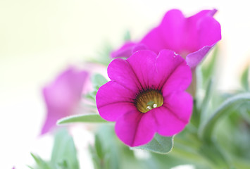 Image showing Pink flowers