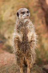 Image showing Alert: concerned meerkat looking out