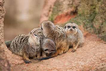 Image showing Look out: watchful meerkats