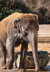 Image showing Animal life in Asia: asiatic elephant