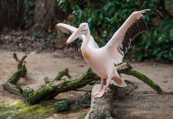 Image showing Great white pelican with extended wings