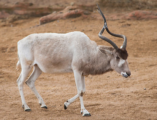 Image showing Addax or Mendes antelope: animals from Africa