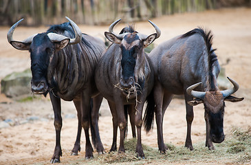 Image showing Group of wildebeests: animals from Africa