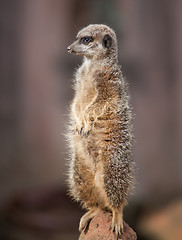 Image showing Animal life in Africa: watchful meercat 