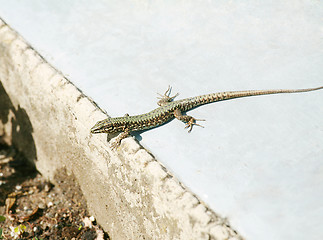 Image showing Lounging lizard sunning itself on the park