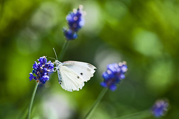 Image showing Large White, on lavender