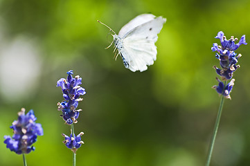 Image showing Large White, on lavender