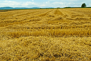 Image showing stubble field with panoramic view