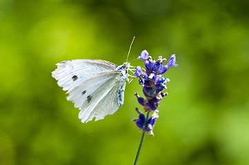 Image showing Large White, on lavender