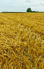 Image showing stubble field with panoramic view