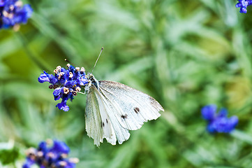 Image showing Large White, on lavender