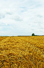 Image showing stubble field with panoramic view