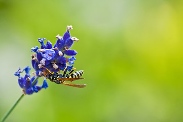 Image showing flower fly on a lavendel