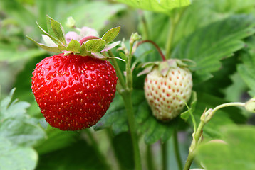 Image showing Strawberry