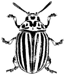 Image showing Colorado beetle - illustration