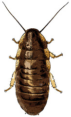 Image showing Cockroach isolated on white - illustration