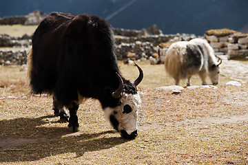 Image showing livestock in Nepal: Yak in highland village in Himalayas