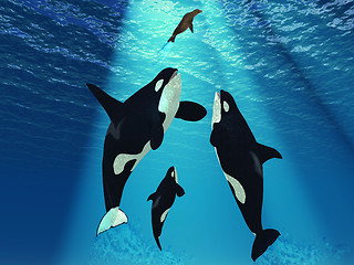 Image showing Killer Whales