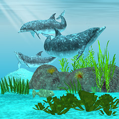 Image showing Dolphin 01