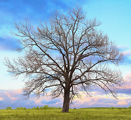 Image showing Oak tree without leaves