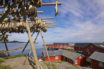 Image showing Stockfish on Lofoten