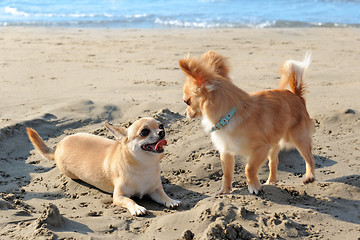 Image showing chihuahuas on the beach