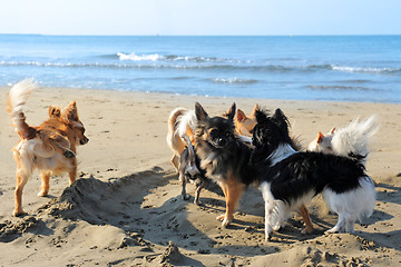 Image showing chihuahuas on the beach