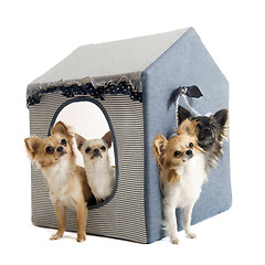 Image showing chihuahuas in house dog