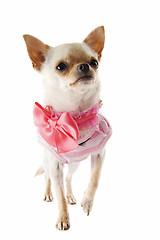 Image showing puppy chihuahua