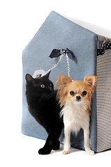 Image showing cat and chihuahua