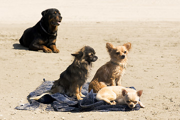 Image showing chihuahuas on the beach