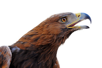 Image showing Golden Eagle ,Aquila chrysaetos