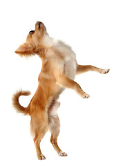 Image showing chihuahua upright