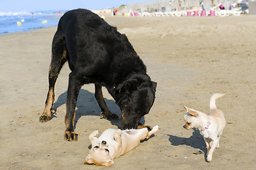 Image showing chihuahuas and beauceron on the beach