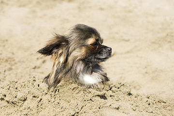 Image showing chihuahua in the sand