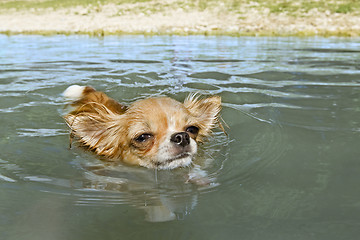 Image showing chihuahua in the river