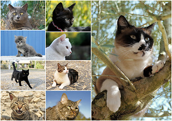 Image showing cats