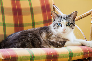 Image showing Blue eyes cat